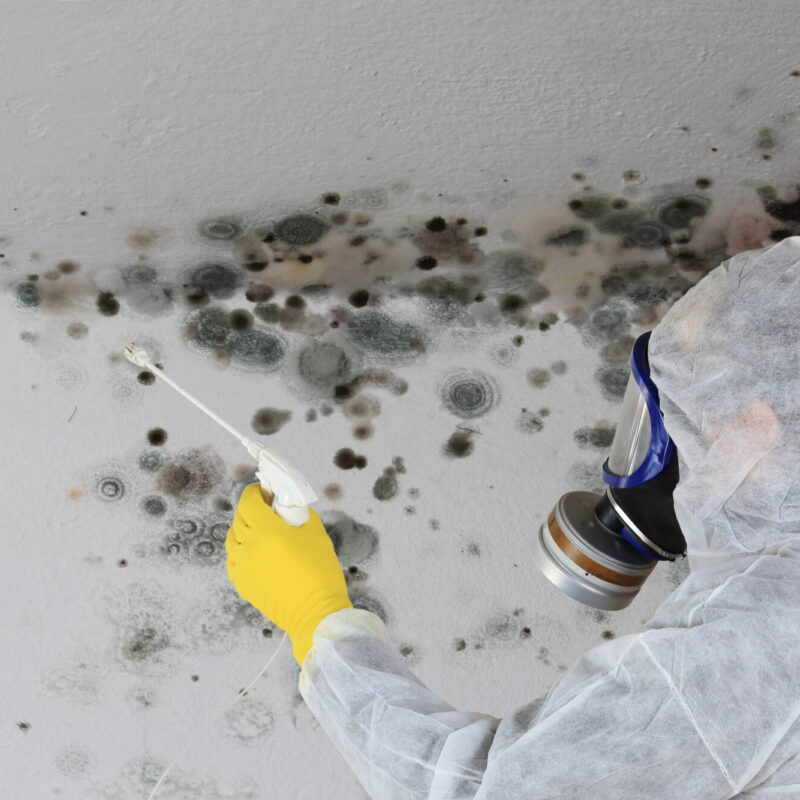 What to Expect From the Mold Remediation Process